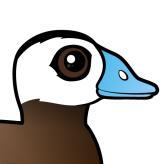 White-headed Duck