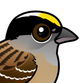 Golden-crowned Sparrow
