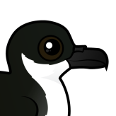 Newell's Shearwater