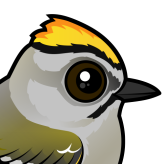Golden-crowned Kinglet
