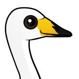 Whooper Swan