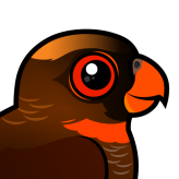 Dusky Lory