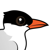 Royal Tern