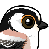 Long-tailed Tit
