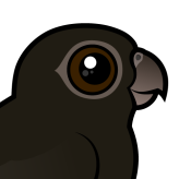 Lesser Vasa-Parrot