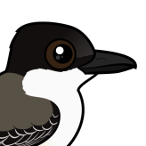 Loggerhead Kingbird