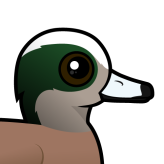American Wigeon