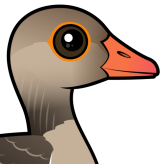 Graylag Goose