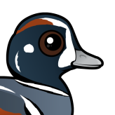 Harlequin Duck