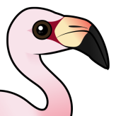 Andean Flamingo