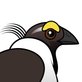 Sage Grouse