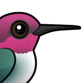 Bee Hummingbird