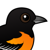 Baltimore Oriole