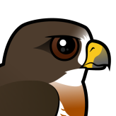Swainson's Hawk