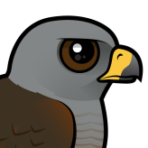 Ridgway's Hawk