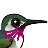 Calliope Hummingbird