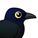 Great-tailed Grackle