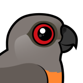 Red-bellied Parrot