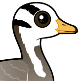Bar-headed Goose