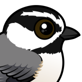 Mountain Chickadee