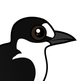Sooty Tern