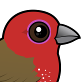 African Firefinch