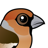 Hawfinch