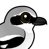Northern Shrike