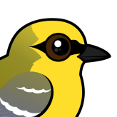 Blue-winged Warbler