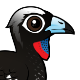 Black-fronted Piping Guan
