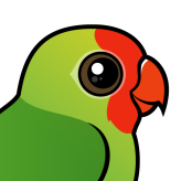 Red-headed Lovebird