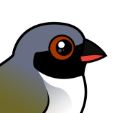 Swee Waxbill