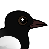 White-winged Tern