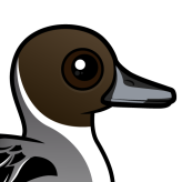 Northern Pintail