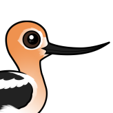 American Avocet