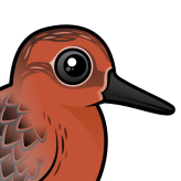 Red Knot