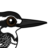 Pied Kingfisher