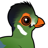 White-cheeked Turaco