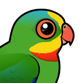 Superb Parrot