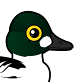 Common Goldeneye