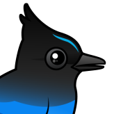Steller's Jay