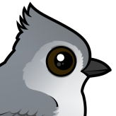Juniper Titmouse