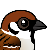 Eurasian Tree Sparrow