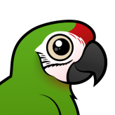 Military Macaw