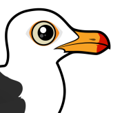 Pacific Gull