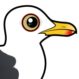 Western Gull