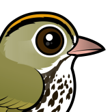 Ovenbird
