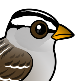 White-crowned Sparrow