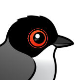 Sardinian Warbler