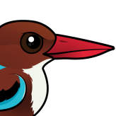 White-throated Kingfisher